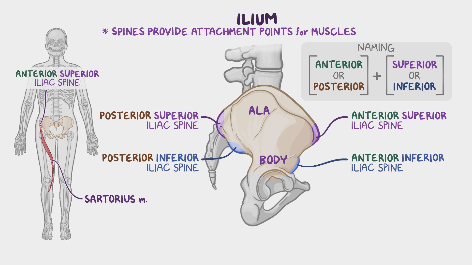 Inferior Lateral Angle Of Sacrum Palpation