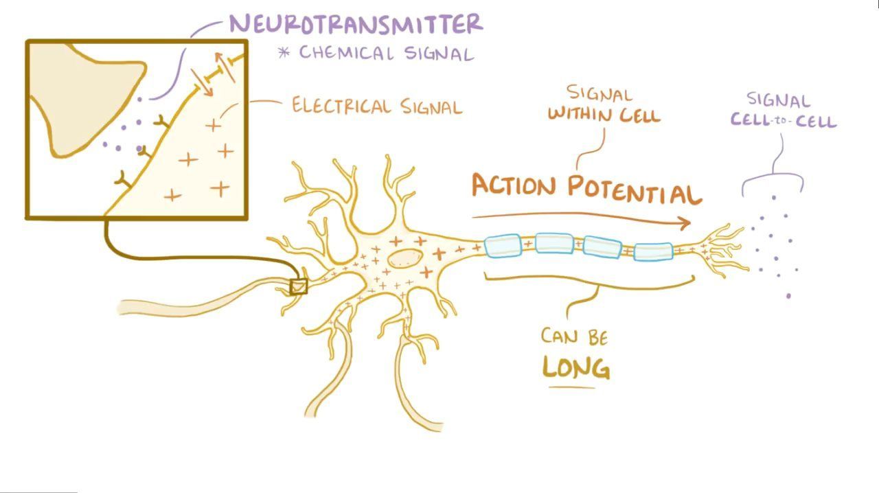 Video: Neuron action potential