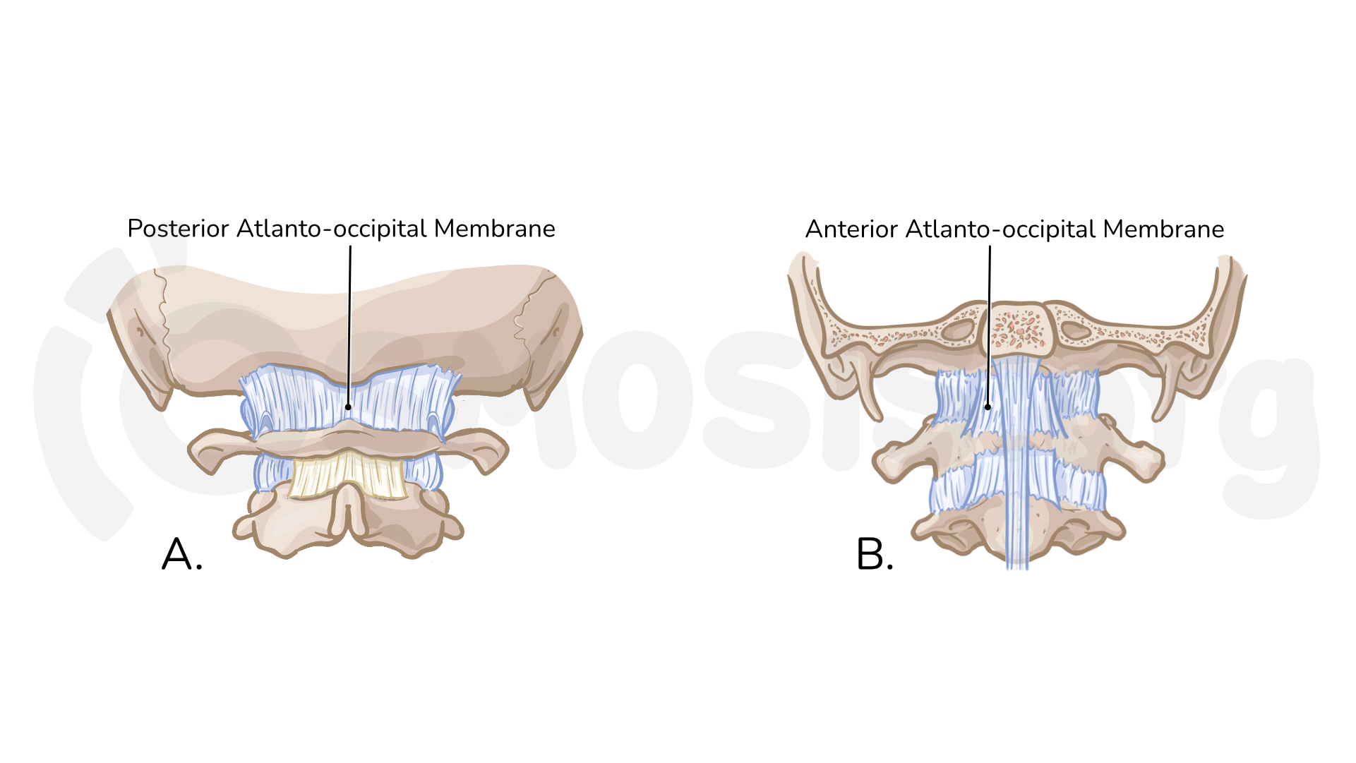 Anterior Atlanto Occipital Membrane