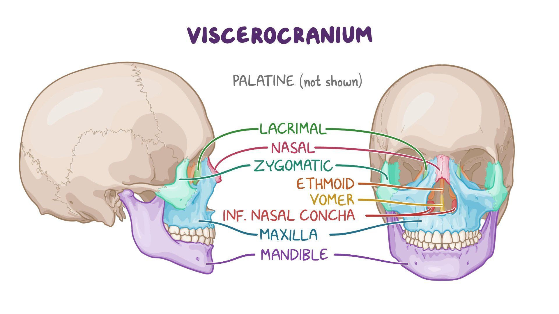 Cranial Bones