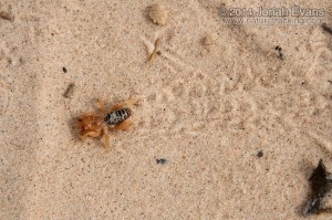 Jerusalem Cricket Tracks