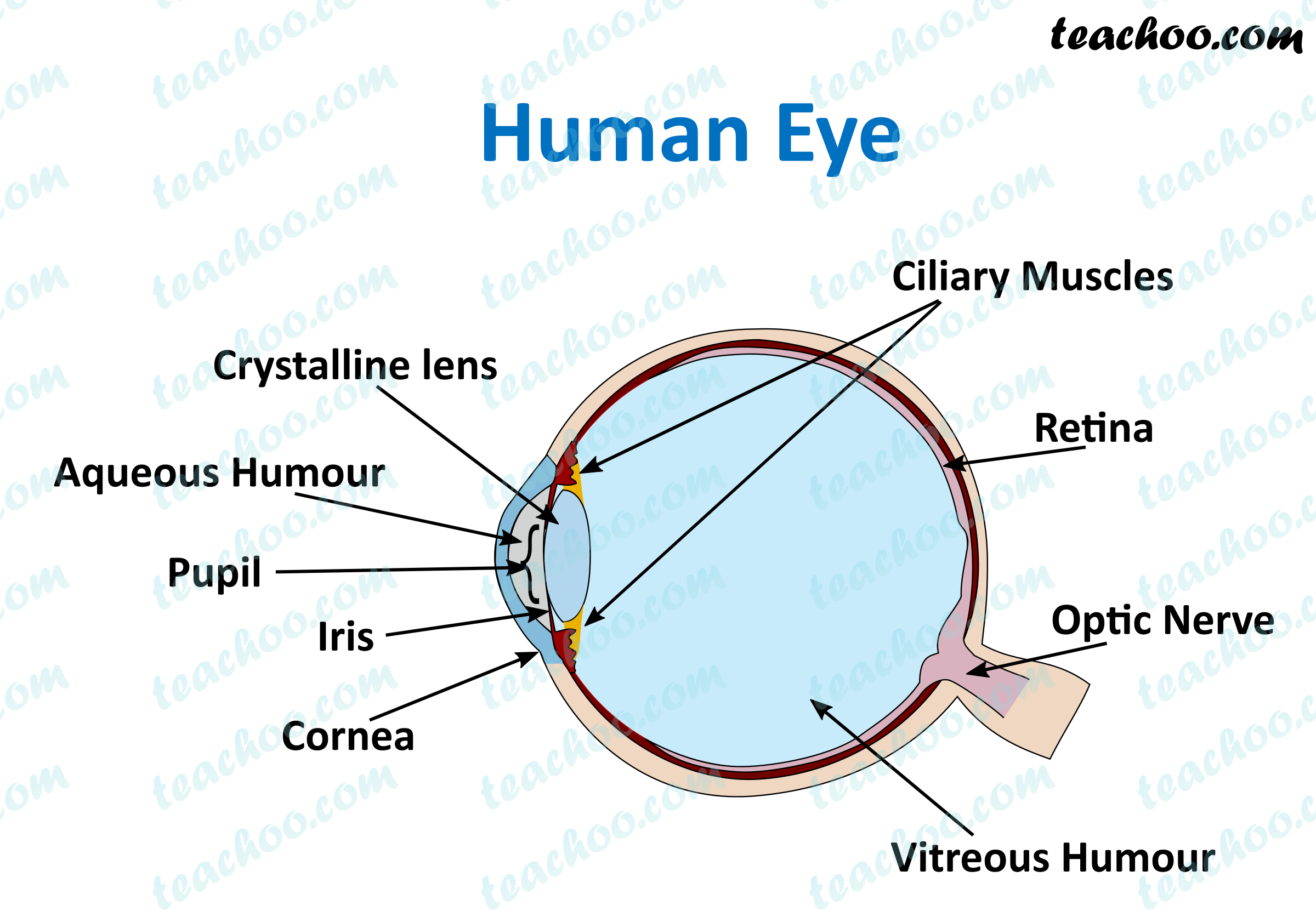 Easy Diagram Of Human Eye With Labelling