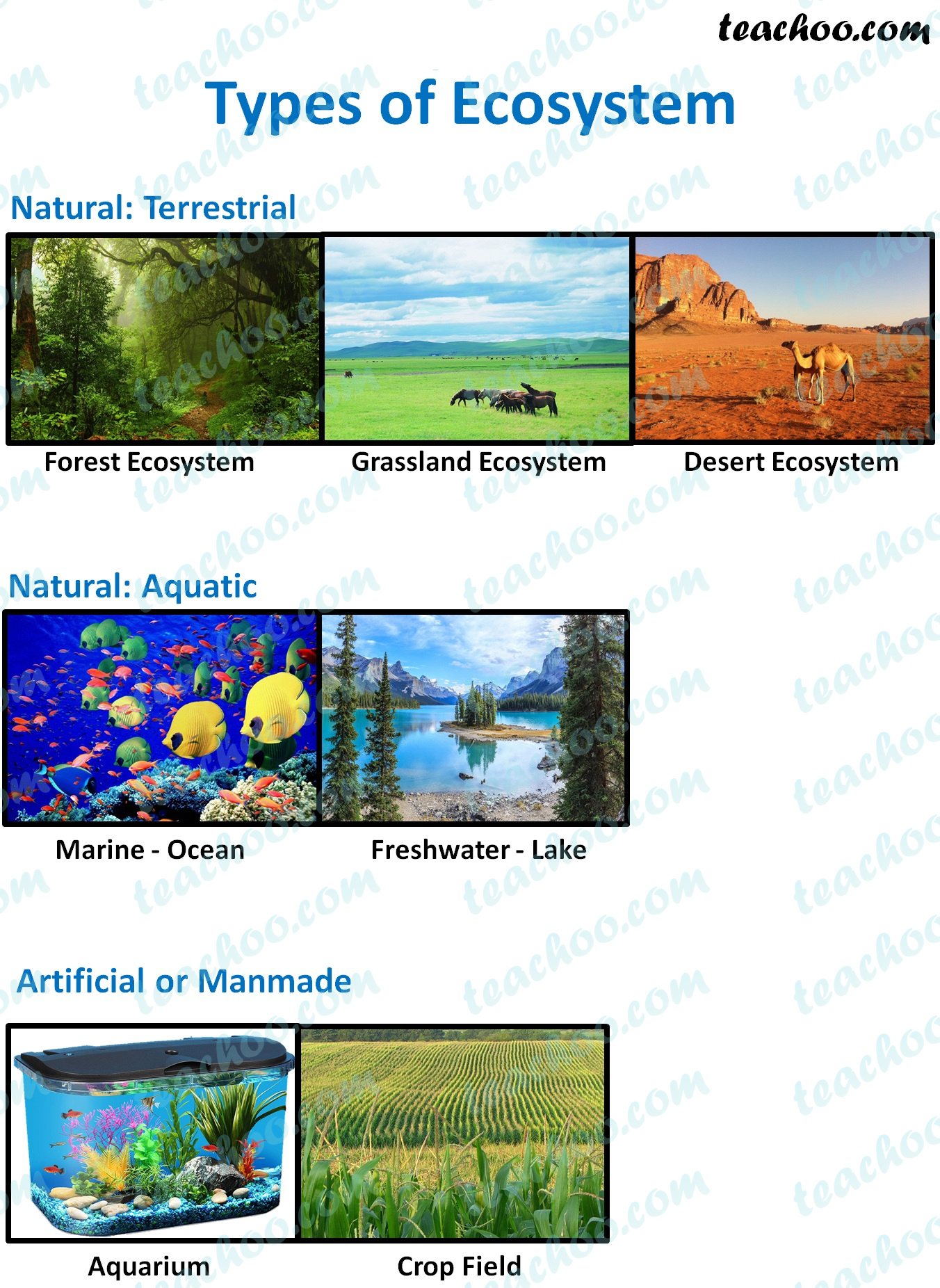 Ecosystem Definition Structure Factors Types Function - vrogue.co