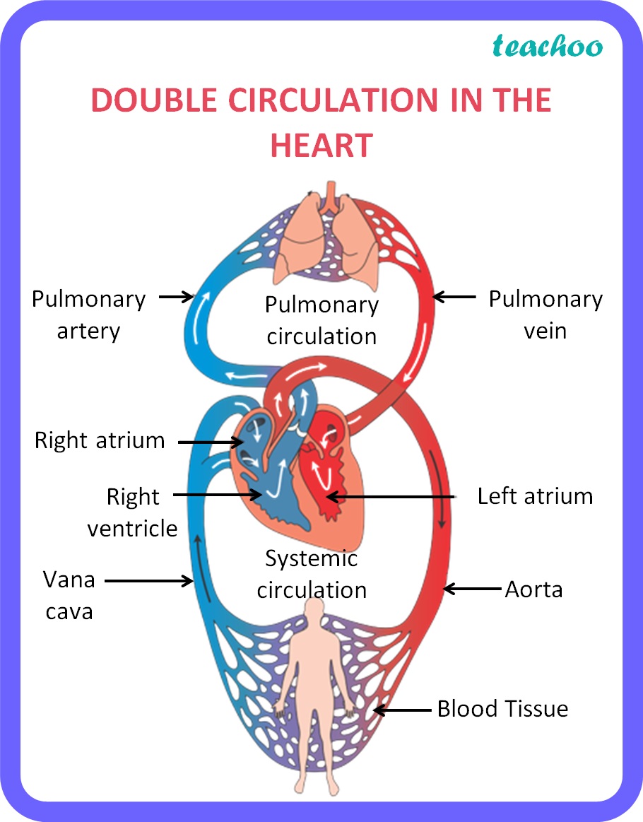 Transportation System In Human Body