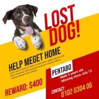 Lost Pet Ad Tempate Instagram Post template