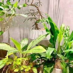 植物譲ってください🌱🌿【三重・奈良・滋賀・京都】