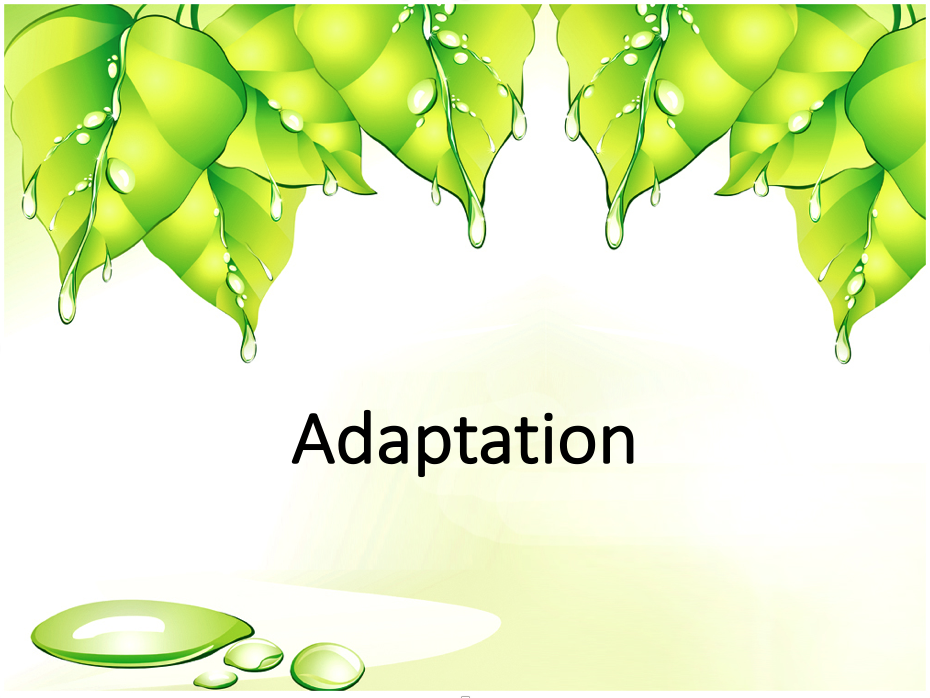 Adaptation