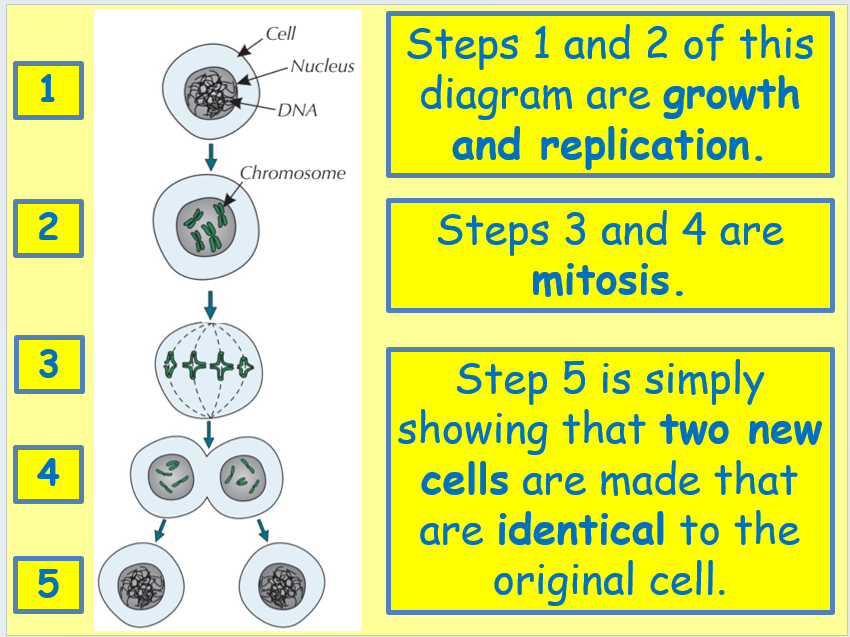 Note Taking Worksheet Cell Division And Mitosis Answers