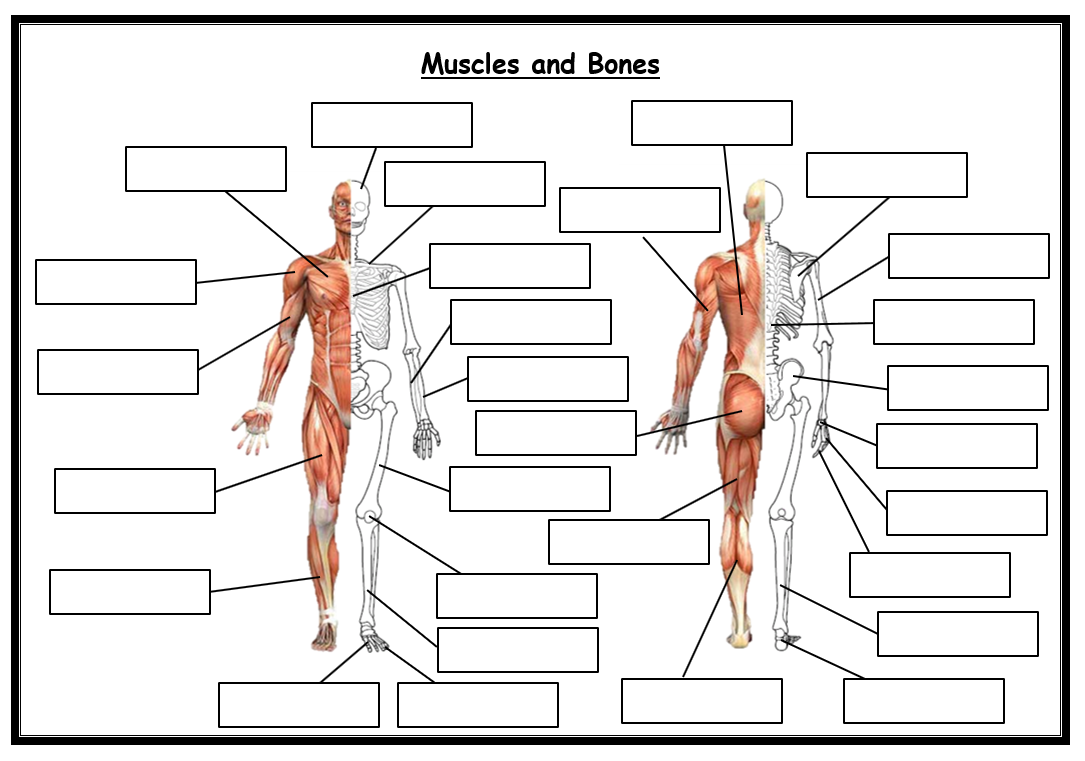 Skeletal Muscles Blank Diagram