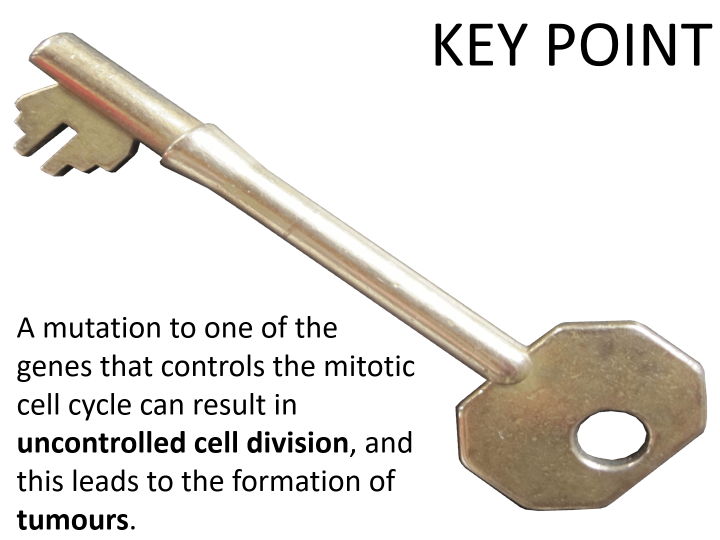 Mitosis and cancer (AQA A-level biology) | Teaching Resources