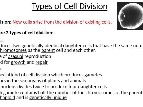 A-Level AQA Biology - Mitosis Bundle | Teaching Resources