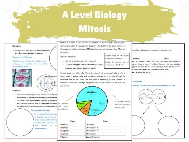 Mitosis (AQA A-Level Biology 3.2.2) | Teaching Resources