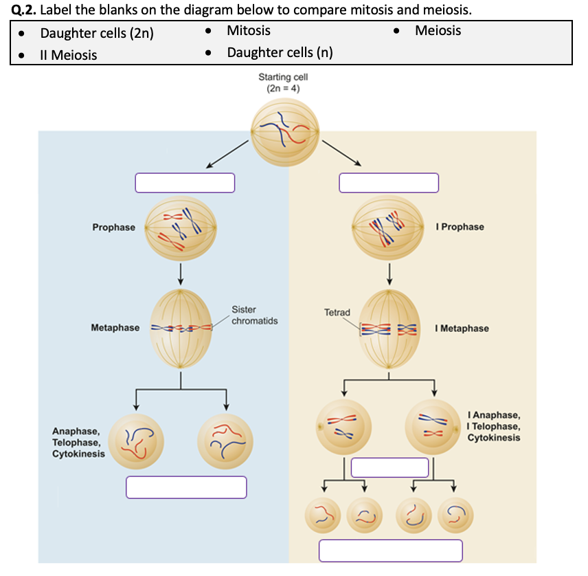 Mitosis And Meiosis Worksheet Distance Learning By Science Worksheets ...