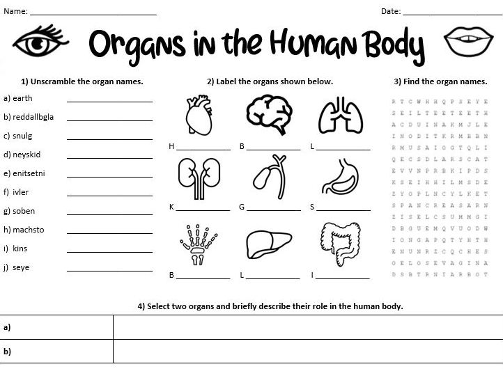 Body Organs Worksheet