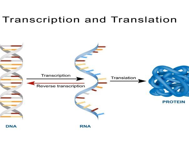 Edexcel Protein Synthesis | Teaching Resources