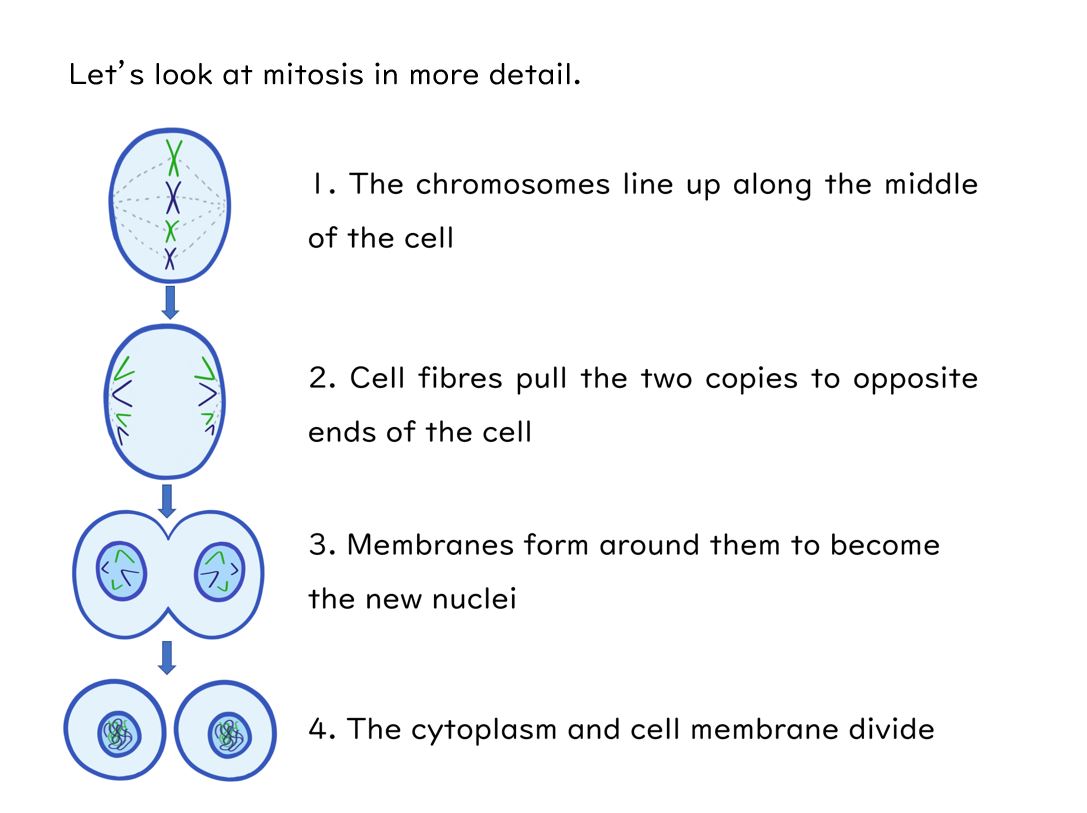 Mitosis Supplementary Slides and Worksheet (GCSE Biology AQA ...