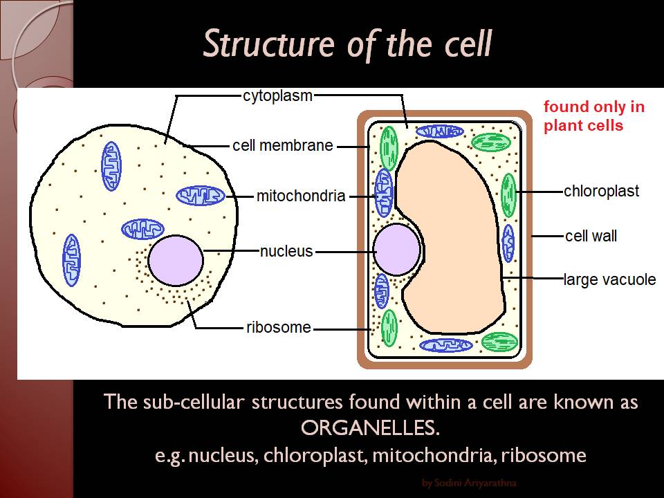 Igcse Biology Cell Division Igcse Biology Gcse Biology Cell - Vrogue