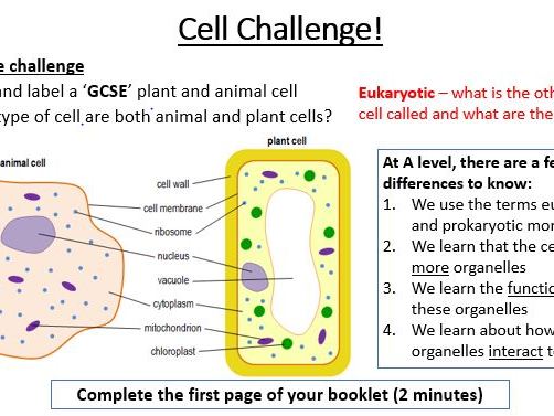 A-Level AQA Biology - Cell Structure Bundle | Teaching Resources