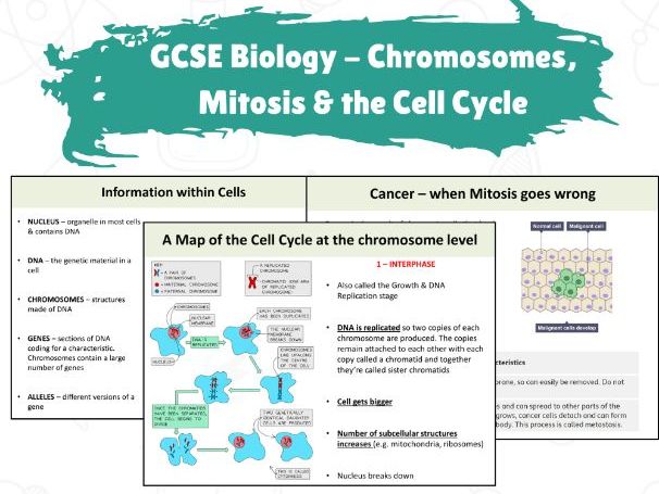 GCSE Biology - Chromosomes, Mitosis & the Cell Cycle | Teaching Resources