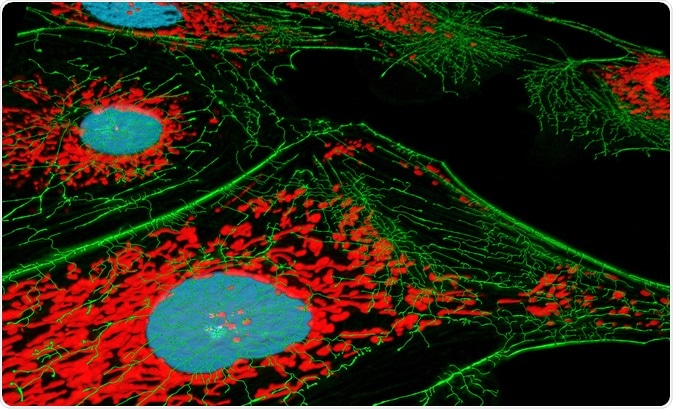 Fluorescence Microscopy