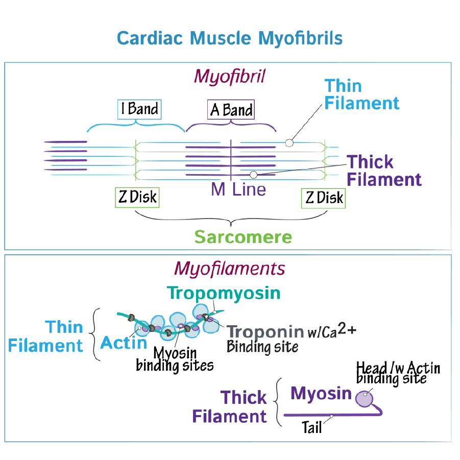 Cardiac Muscle Contraction - Physiology Flashcards | ditki medical and ...