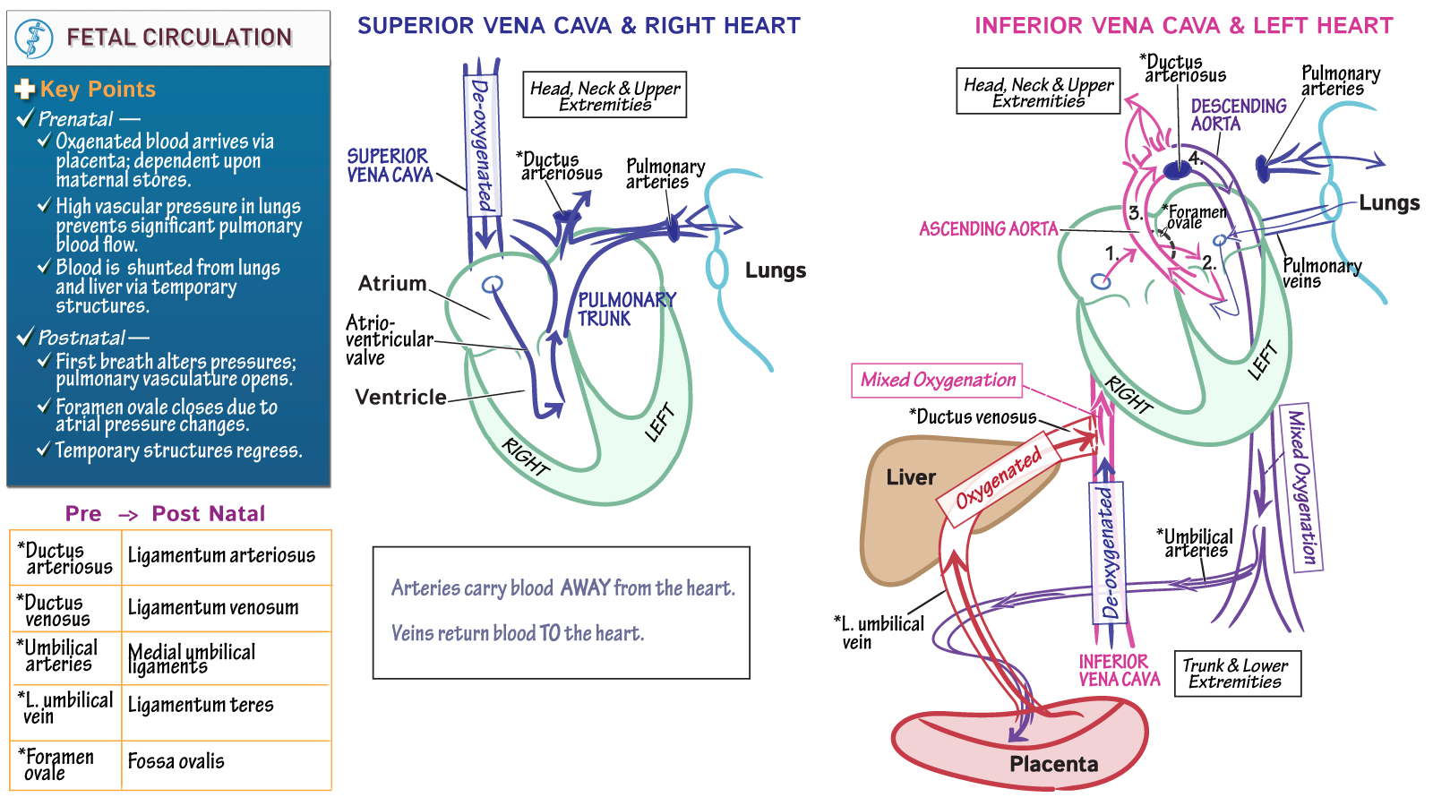 Gross Anatomy: Fetal Circulation | ditki medical & biological sciences