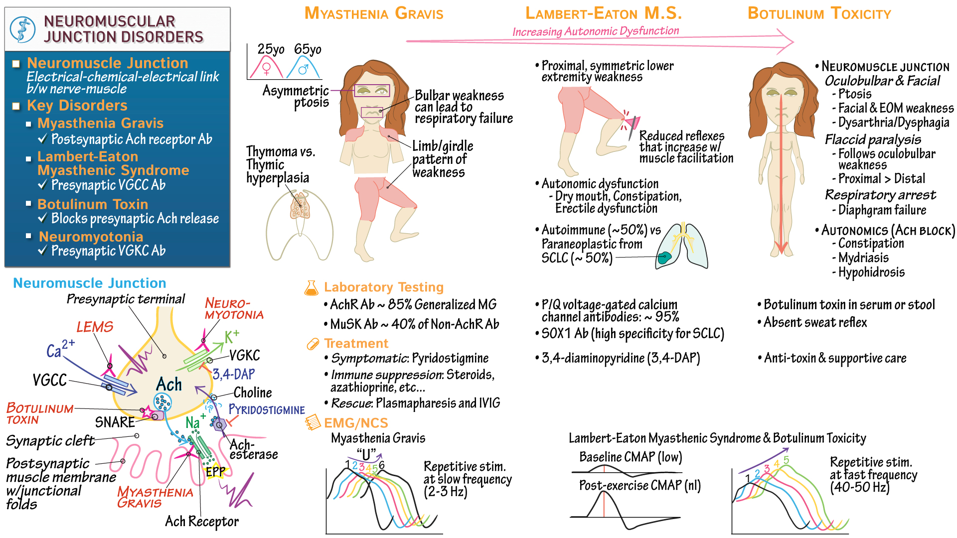 USMLE / COMLEX - Step 1: Myasthenia Gravis & Other Neuromuscular ...