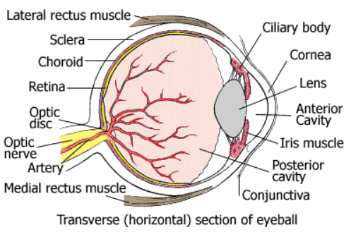 The Human Eye