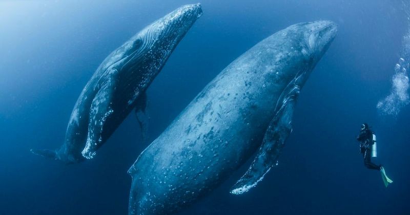 Scientists astounded as two whales  60 miles apart started synchronizing their every move