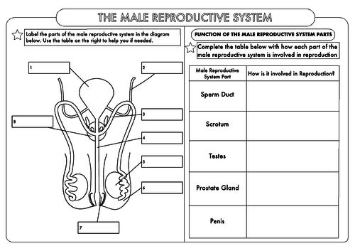 GCSE Biology: Human Reproduction Worksheet Pack | Teaching Resources