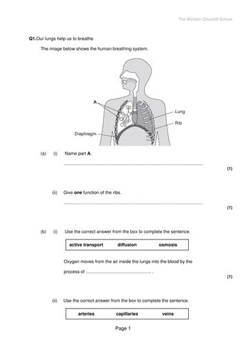 Digestive system & enzymes - NEW AQA GCSE | Teaching Resources