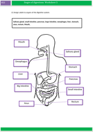 KS3 - Science Worksheets for Cell, Cell Specialism and Movement of ...