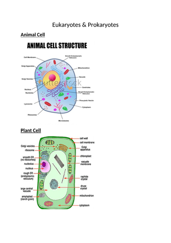 Key Concepts of Biology GCSE Science | Teaching Resources