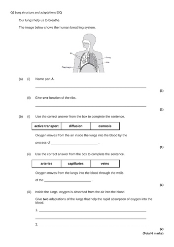 Gas exchange revision - KS3 4/16 | Teaching Resources