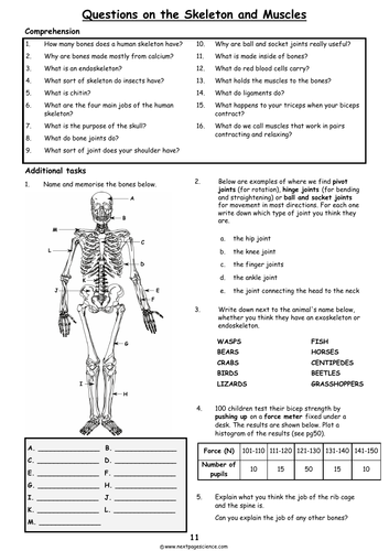 The Human Skeleton and Muscles | Teaching Resources