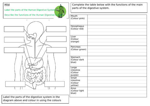 Year 4 Science Animals Unit | Teaching Resources