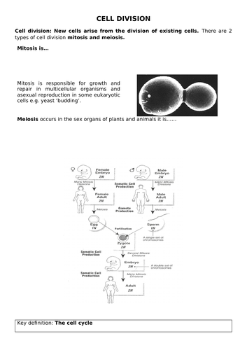 A-Level AQA Biology - Mitosis Bundle | Teaching Resources