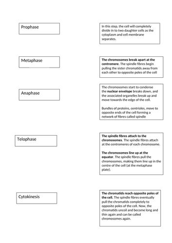 A-Level Biology Mitosis Lesson | Teaching Resources