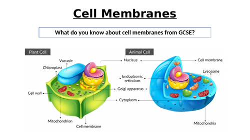 A-Level AQA Biology - Structure of Membranes | Teaching Resources