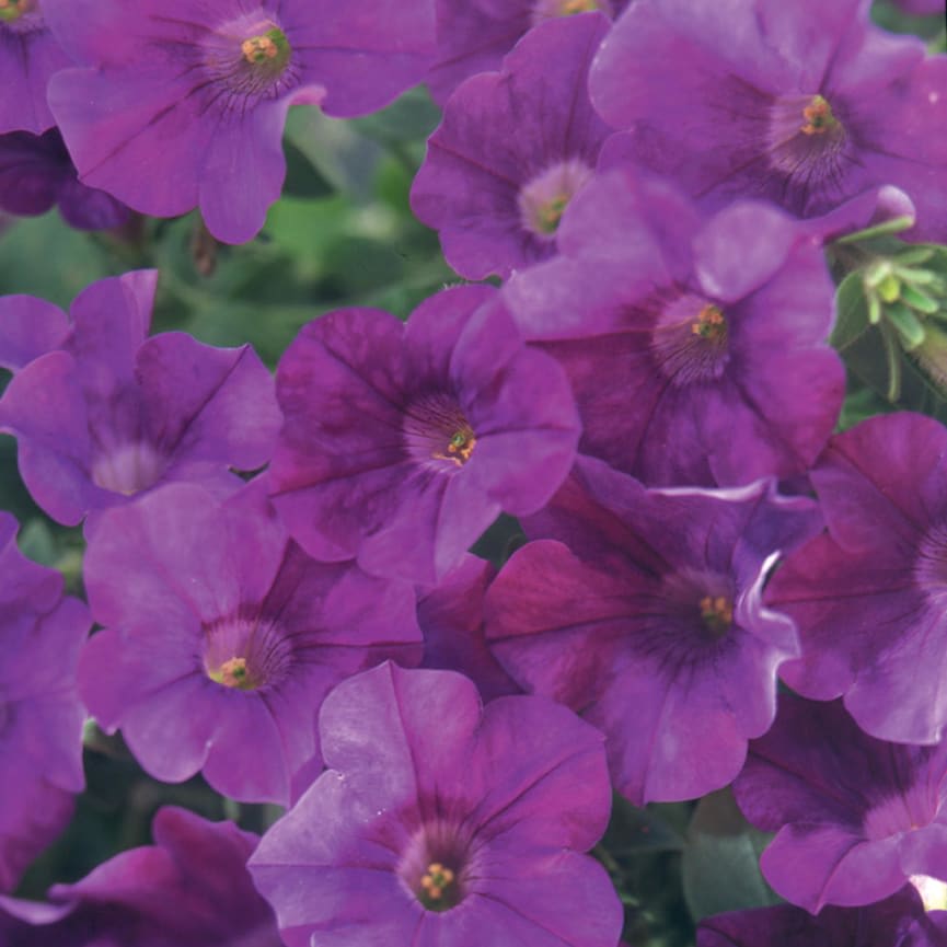 Petunia Surfina® Amethyst