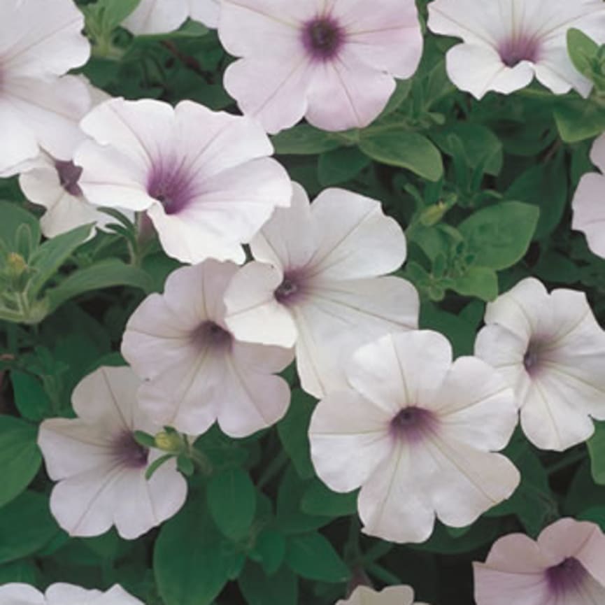 Petunia Supertunia® Trailing Silver