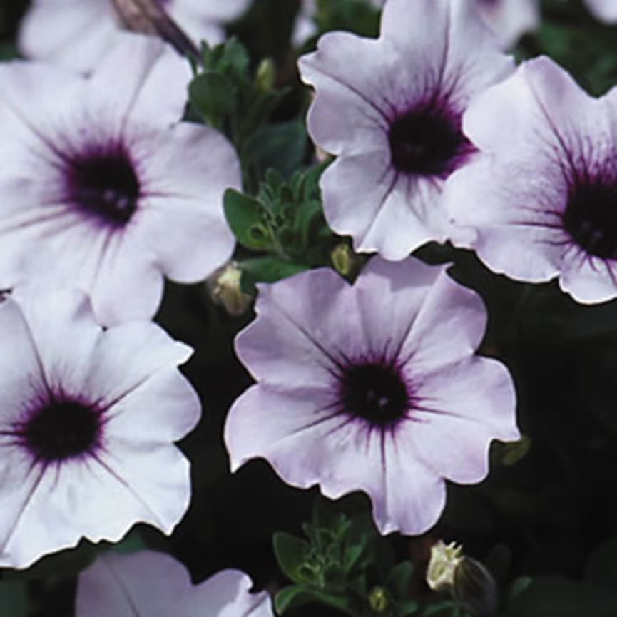 Petunia Supertunia® Trailing Blue Veined