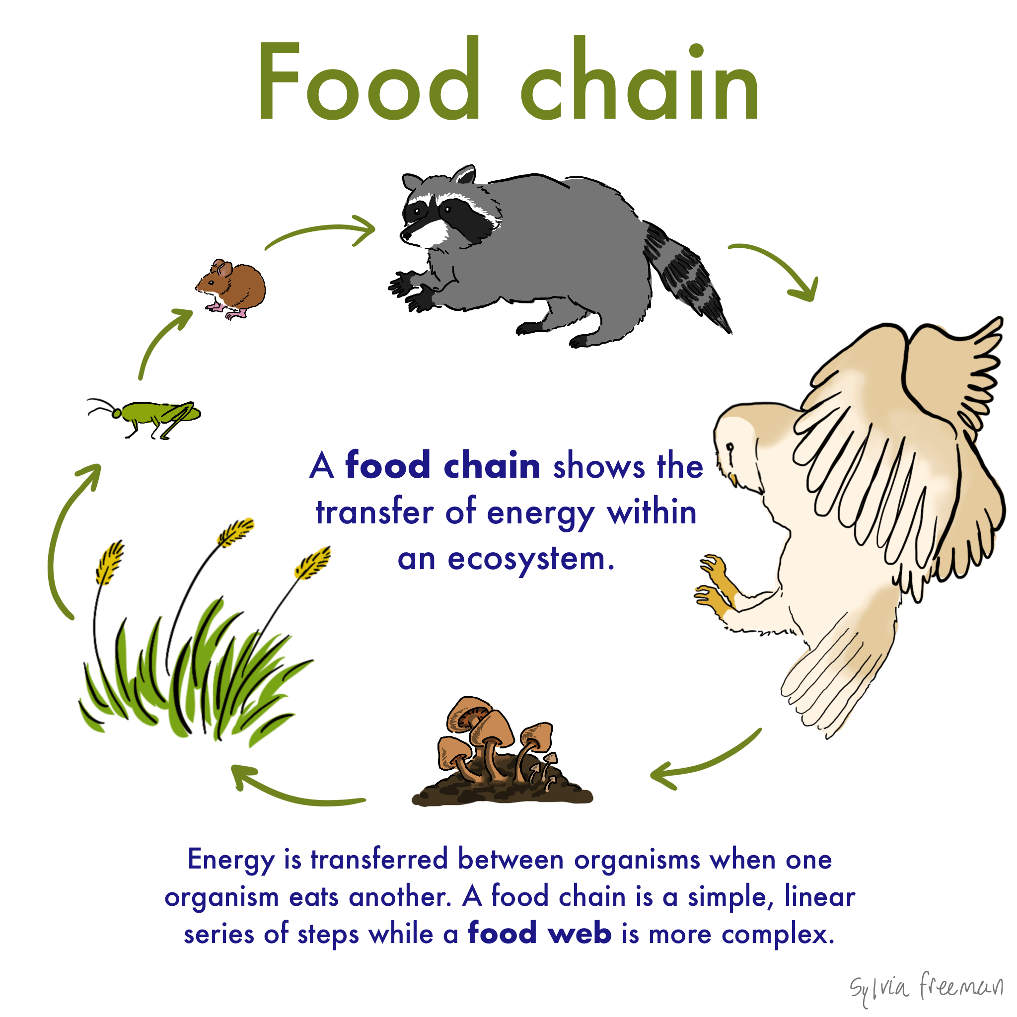 Food Chain Examples Of Animals