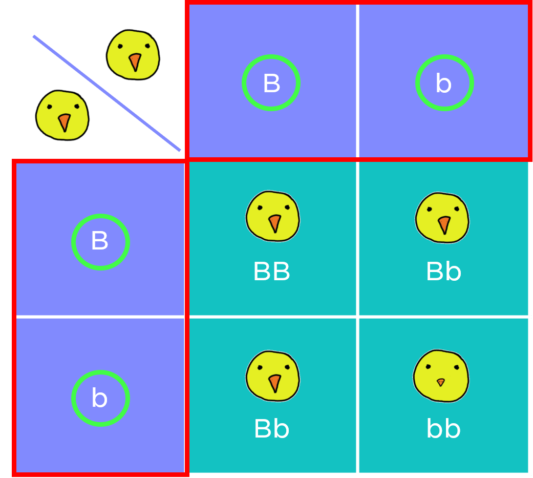 Punnett Square Template