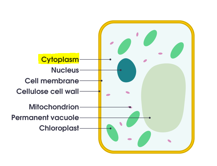 Cytoplasm Plant Cell Diagram