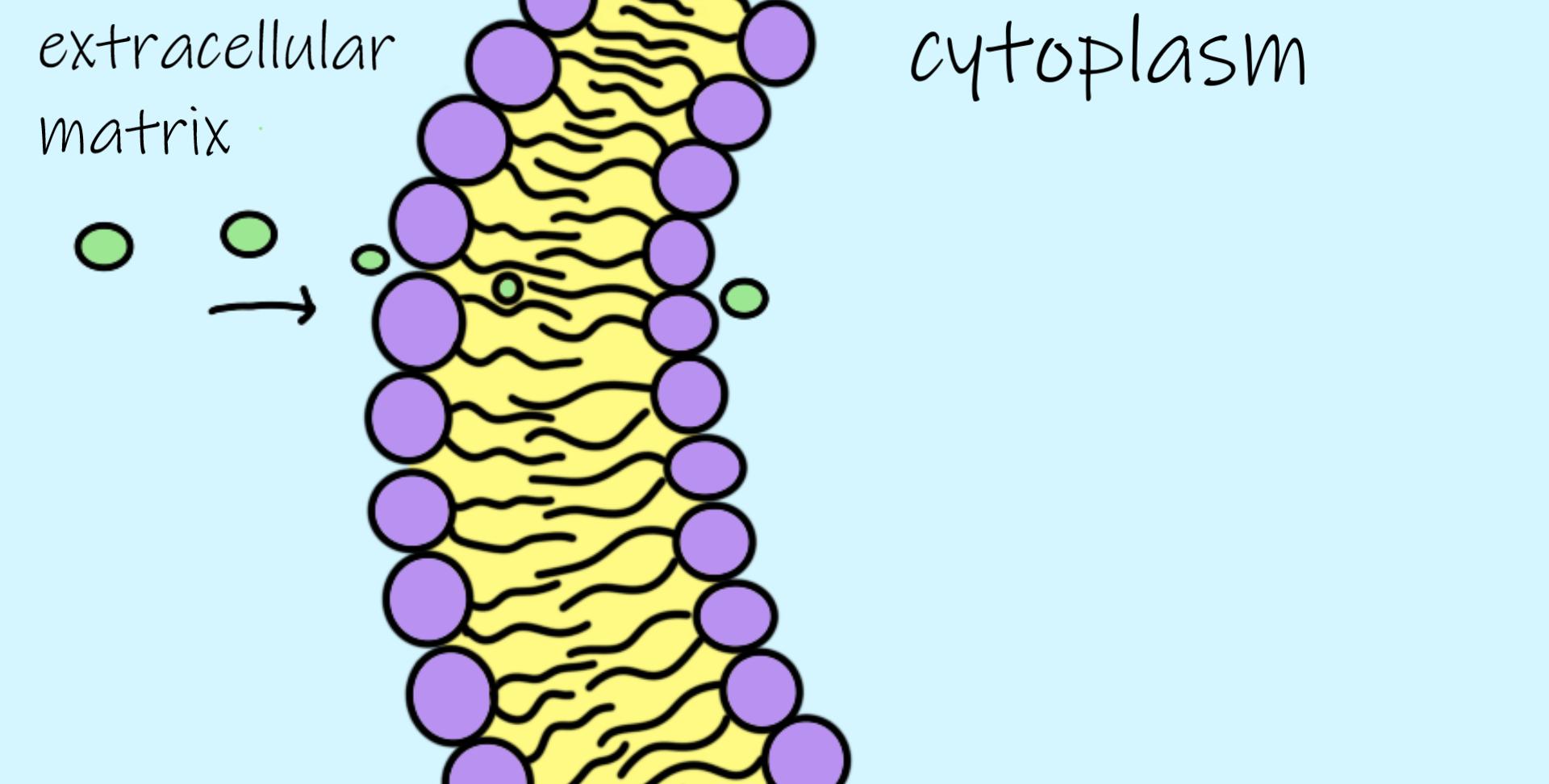 Draw Structure Of Lipid