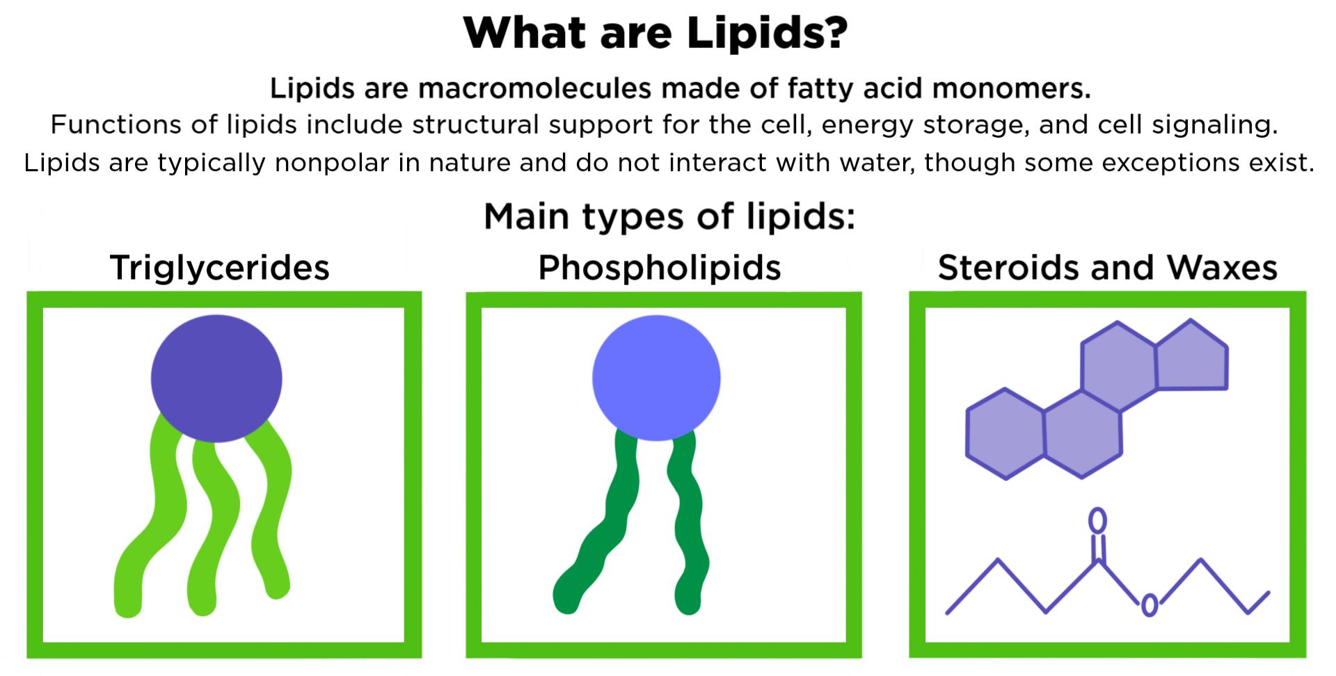 Download free structure of lipids - templatesposa