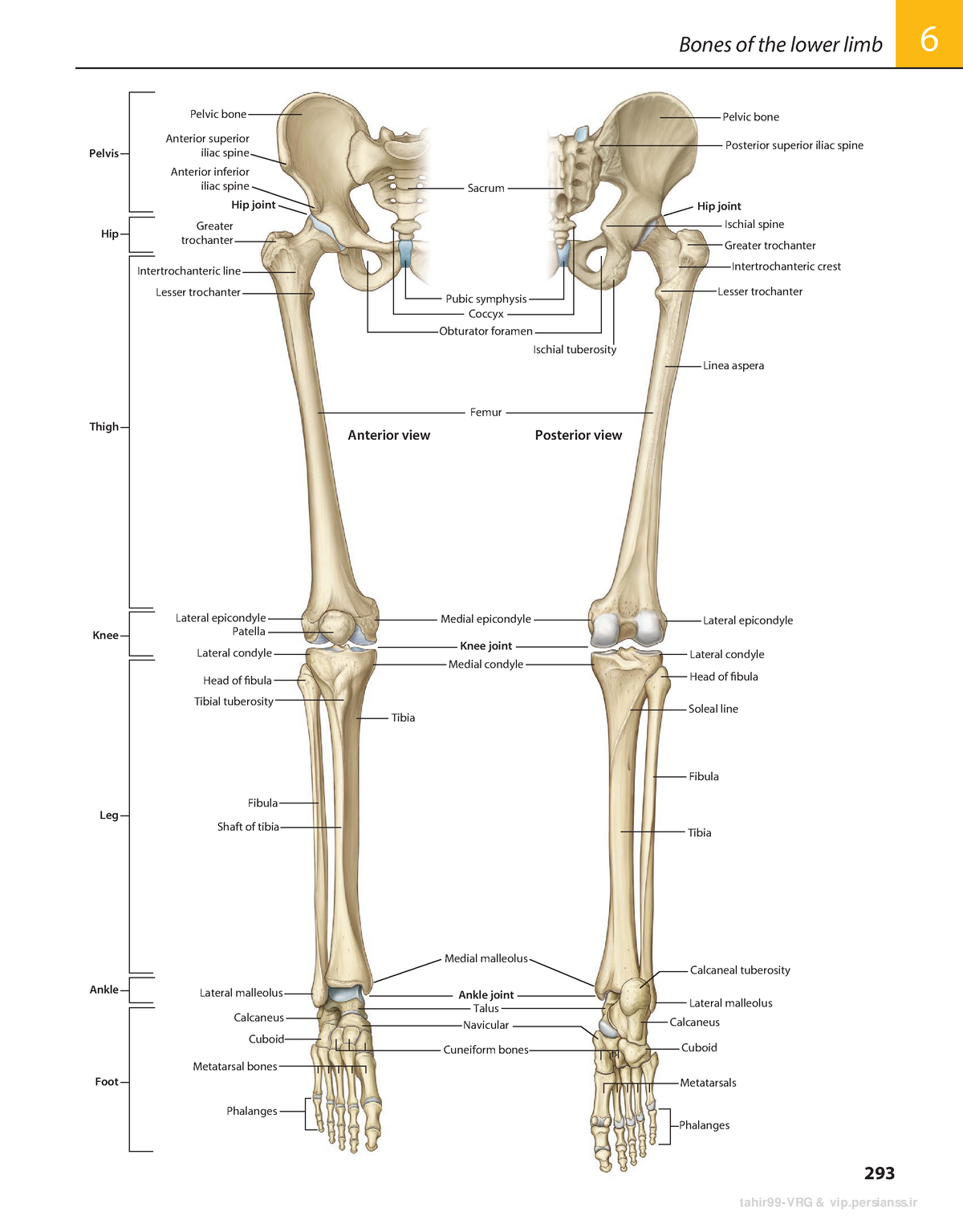 Atlas anatomía de GRAY- miembro inferior - 293 Bones of the lower limb ...