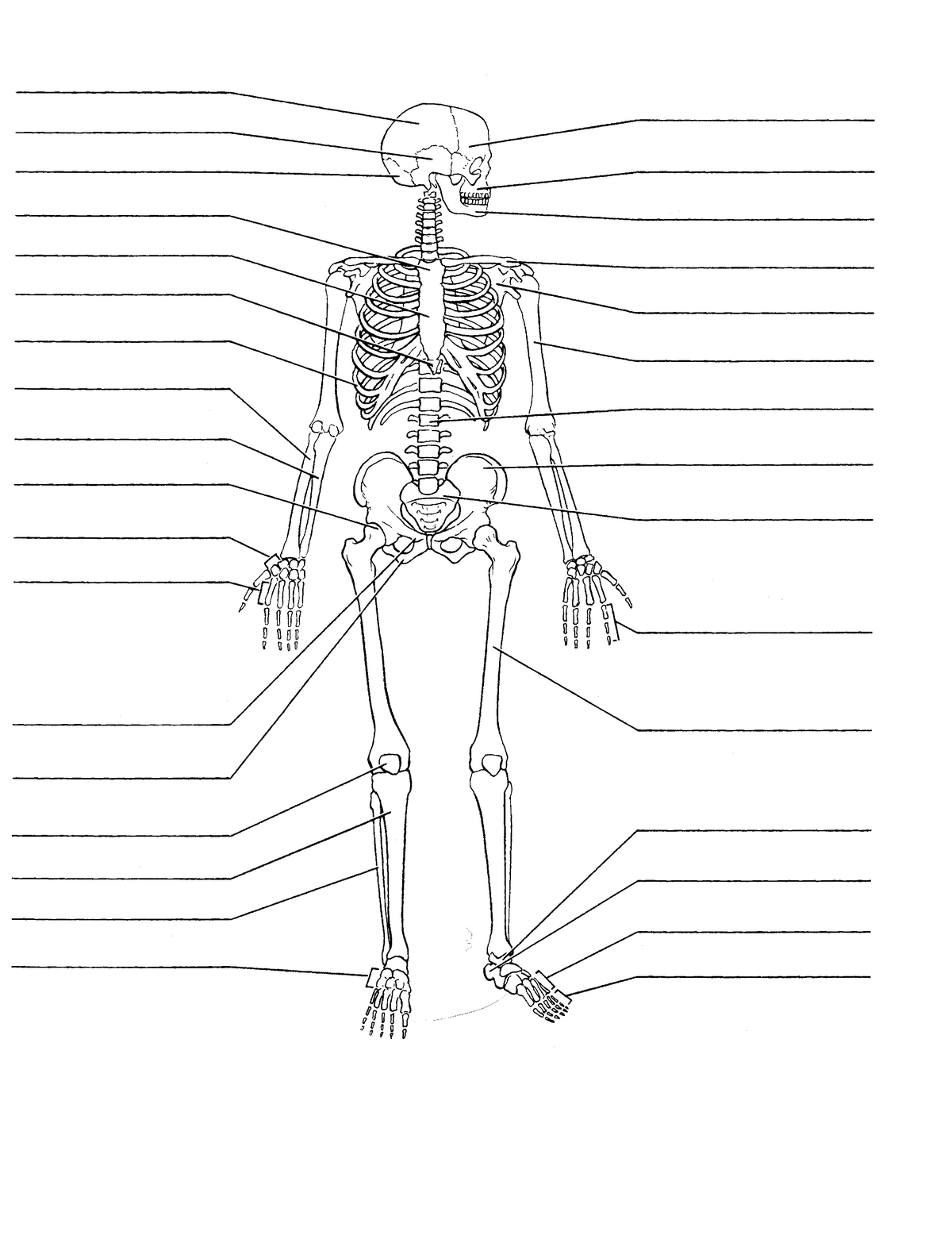 Leg Bone Diagram Unlabeled Appendicular Skeleton Printable Skeleton ...