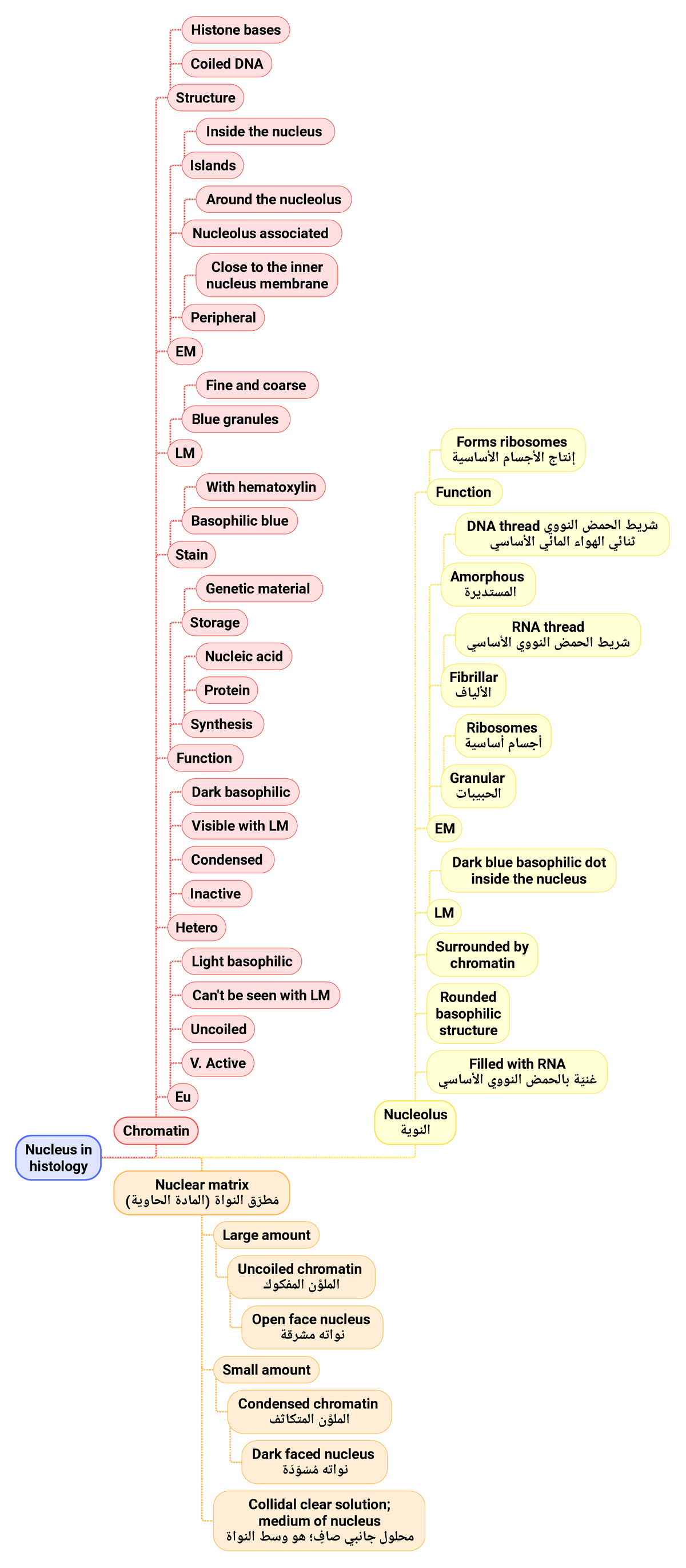 Nucleus in histology Mindmap; Chromatin, nucleolus & nuclear matrix ...